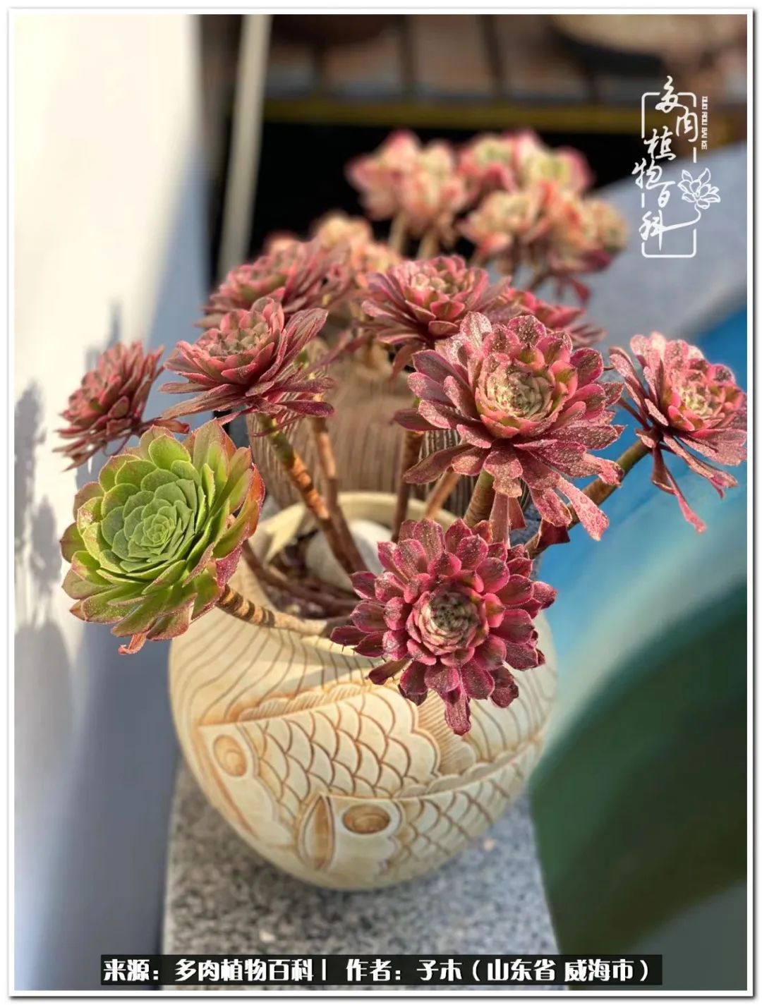 法师多肉成长史,法师多肉新手教程