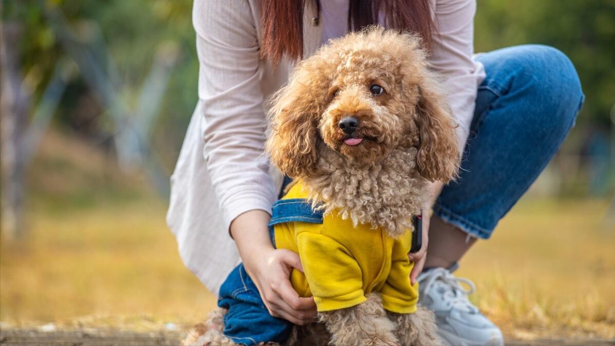 泰迪犬有什么疾病会死掉,泰迪犬常见的生病症状都有哪些