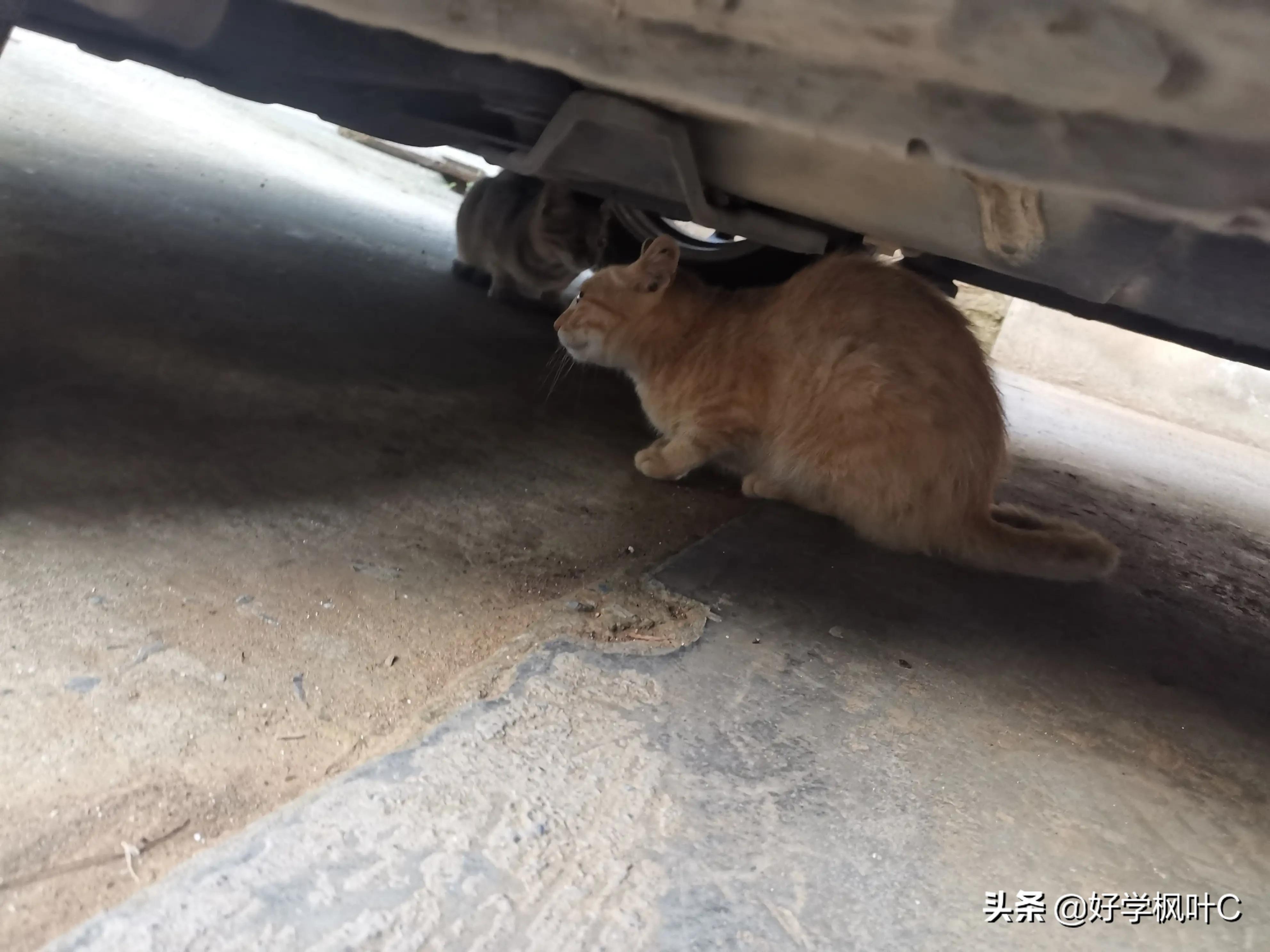 爱“碰瓷”的“猫坚强”，车压数次屡“碰”屡伤，“碰”瘾依旧在