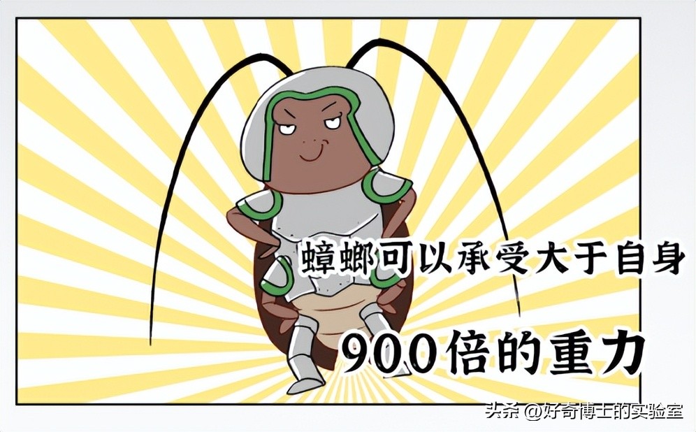 家里踩死的蟑螂，为啥一会儿就自动消失了？