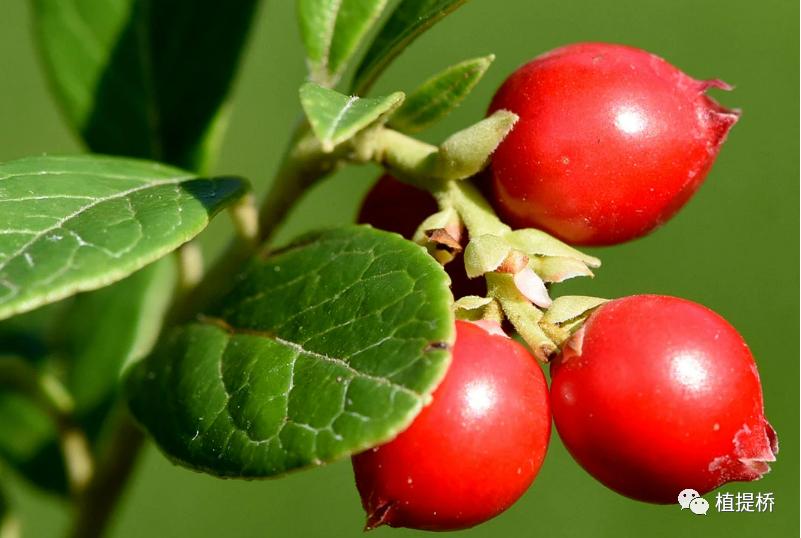 2024鐟炲＋vitafoods灞曚細,vitafoodseurope灞曚細浠锋牸