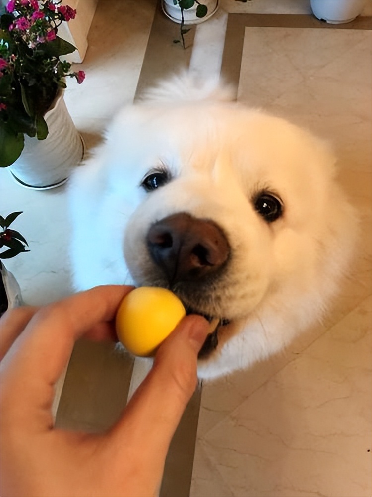 狗狗必备的3种食物,这些食物对于狗狗来说是人间美味