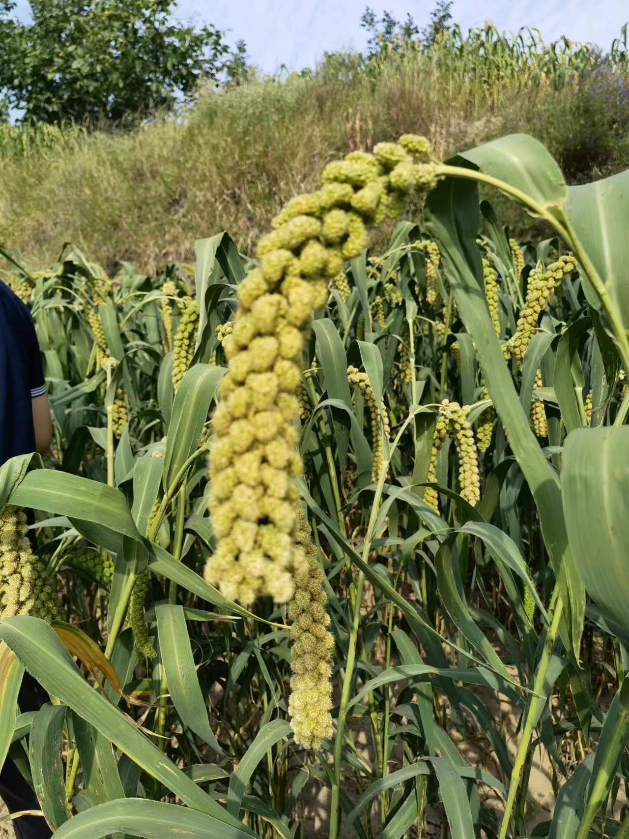 山西兴县特产小米,吕梁兴县农业