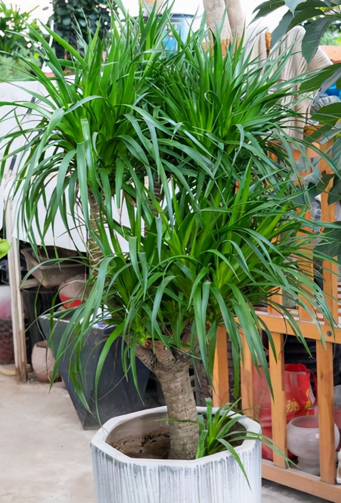 十大养不死的大型花,十大室外最好养活的花高大