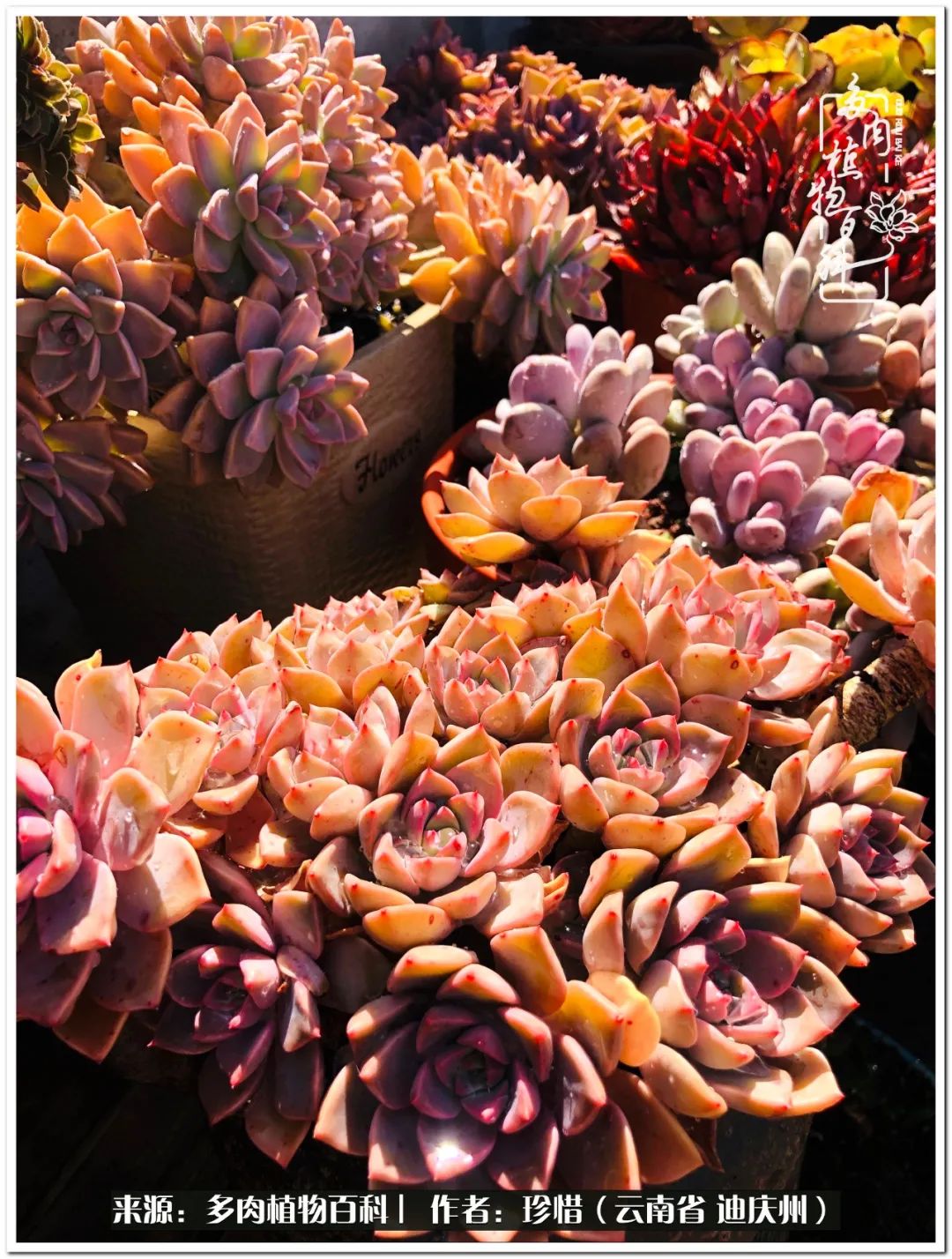 给生命一份淡然还岁月一份从容,给生命留一份洒脱的话