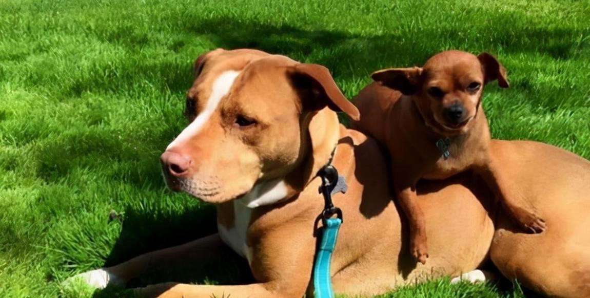 原来狗交配后会流血?这是正常的吗?