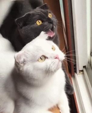 什么原因会造成猫咪毛发越来越黄,猫咪毛发颜色变黄了怎么办