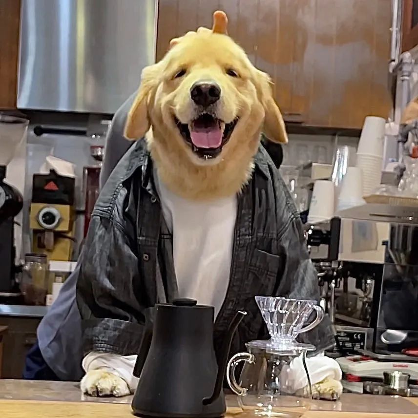 网友去喝咖啡，一进门吓一跳，店员竟然是只大金毛！