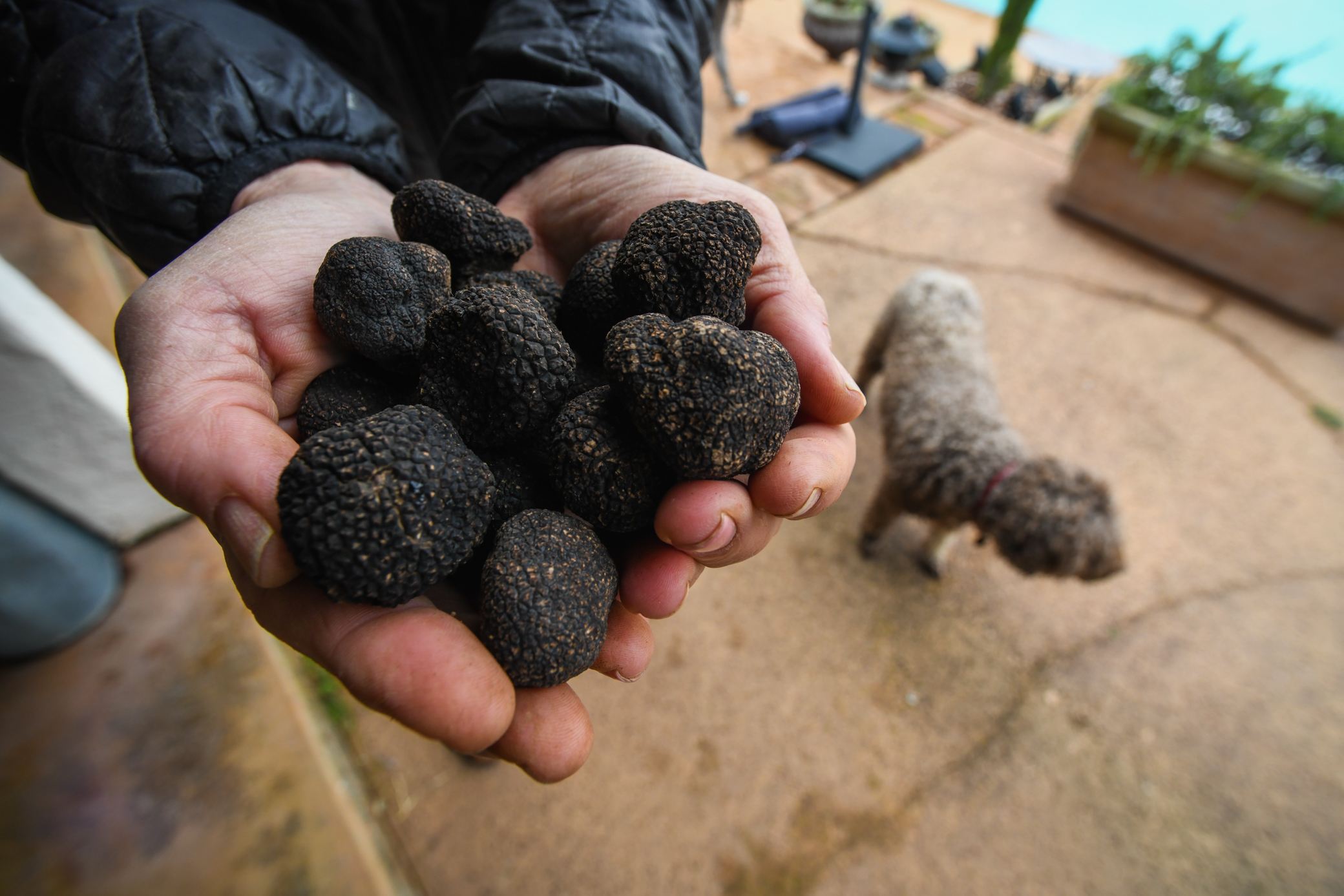 中国制造的成年猪饲料,国外猪饲料进口