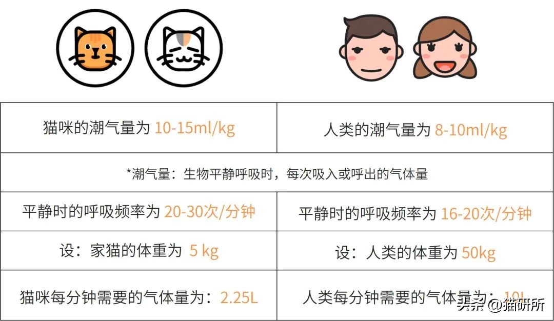 冬天猫咪一直睡觉无精打采,冬天猫咪睡觉会感觉冷吗