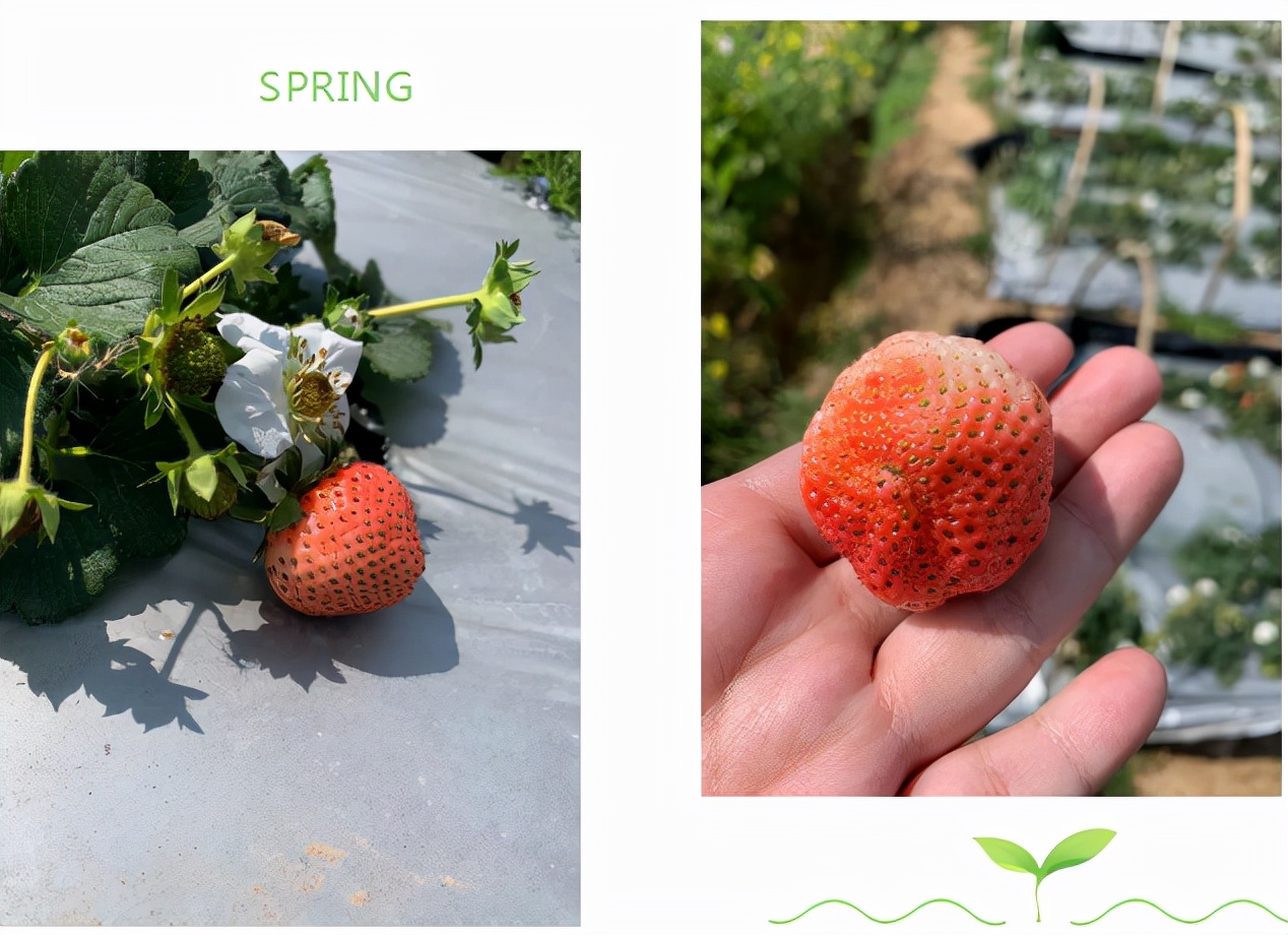 云南旅游昆明周边石林纯玩一日游,昆明从机场出发石林一日游攻略