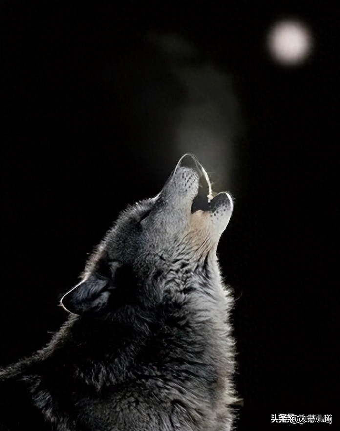 情侣野外发现尸体,情侣拜天地