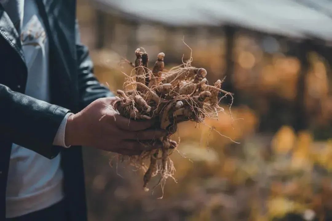 还剩10天!如何安全有仪式感地迎接元旦?这14条周边短线值得一去
