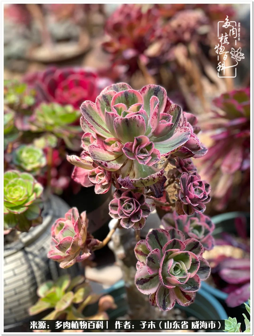 法师多肉成长史,法师多肉新手教程