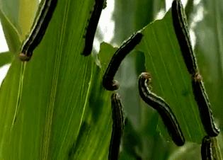 谷象的特征习性,农村谷堆的图片有吗