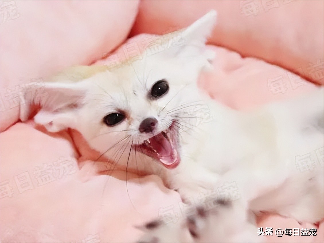 花500元从网上买的猫,6000元的纯种布偶猫