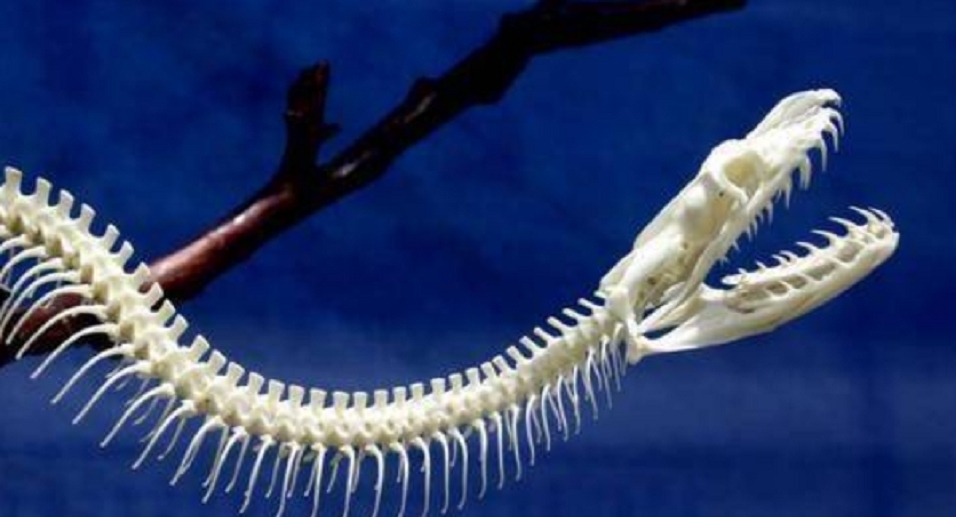 蛇能从汽车底盘钻进驾驶室吗,蛇怎么会进车子里