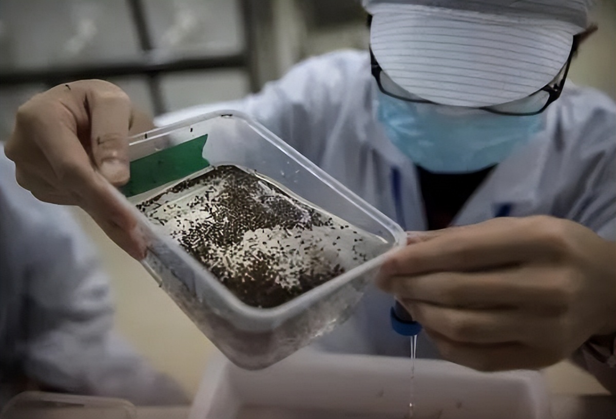 广东人的灭蚊术,阎王见了也发怵