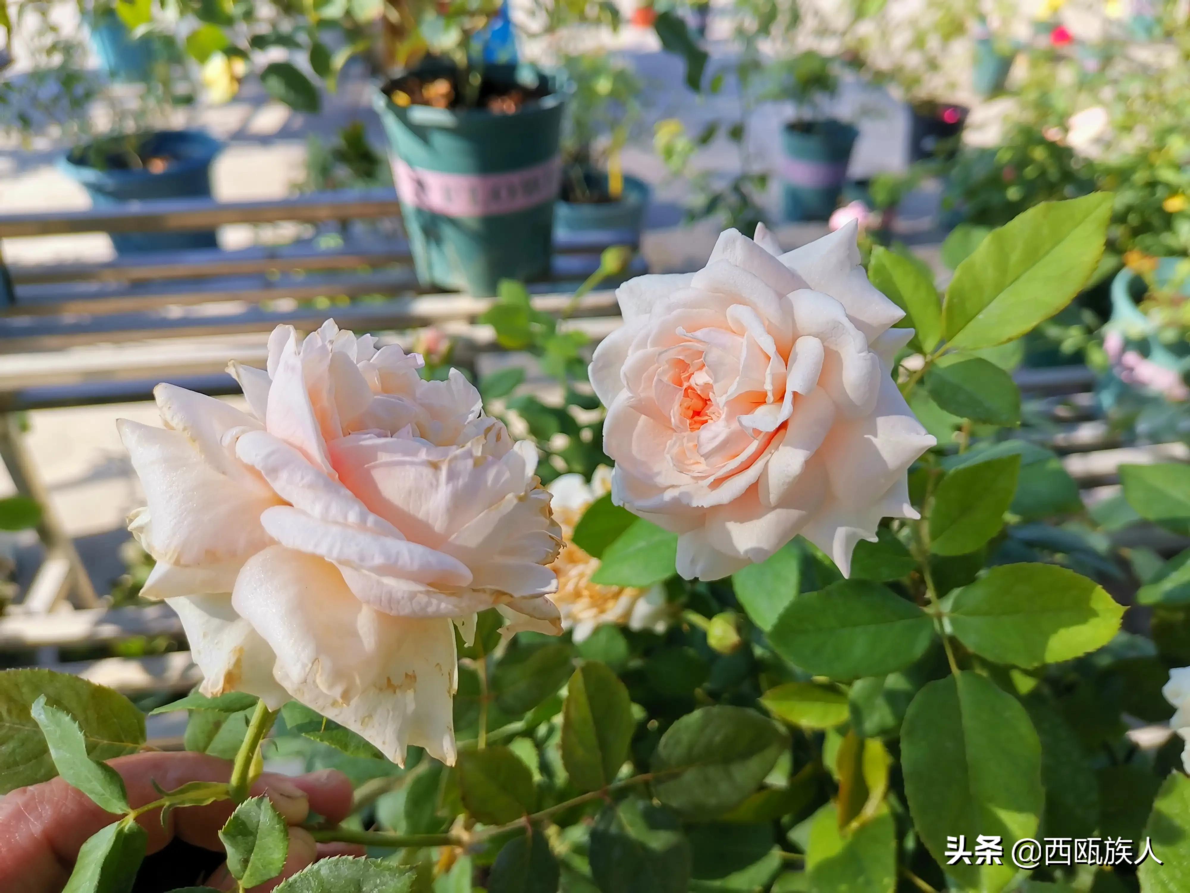 月季花最佳观赏时间,月季花鲜切花养护方法