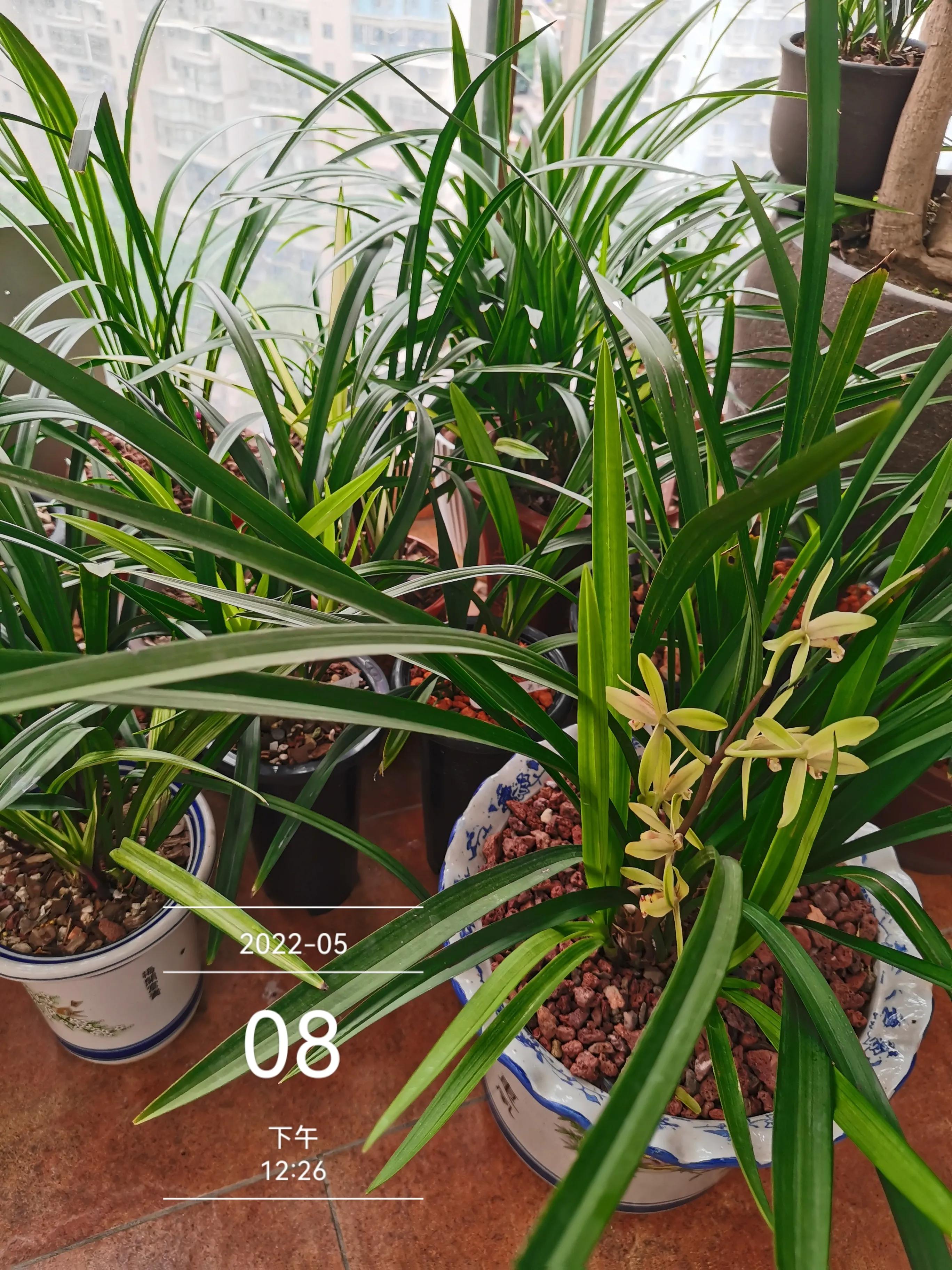 捡来的树皮怎么杀菌,捡了的树皮如何处理