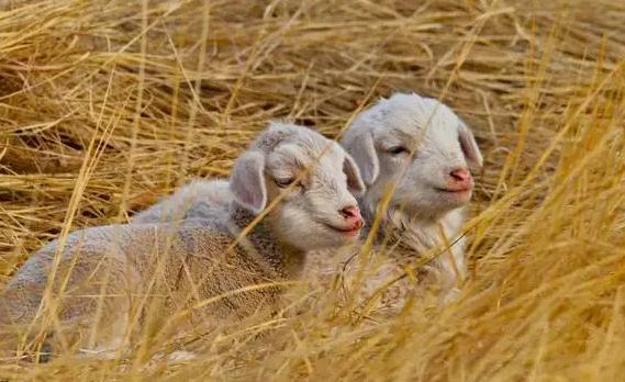 羊不吃食吃土是怎么回事,羊不吃食用什么方法好