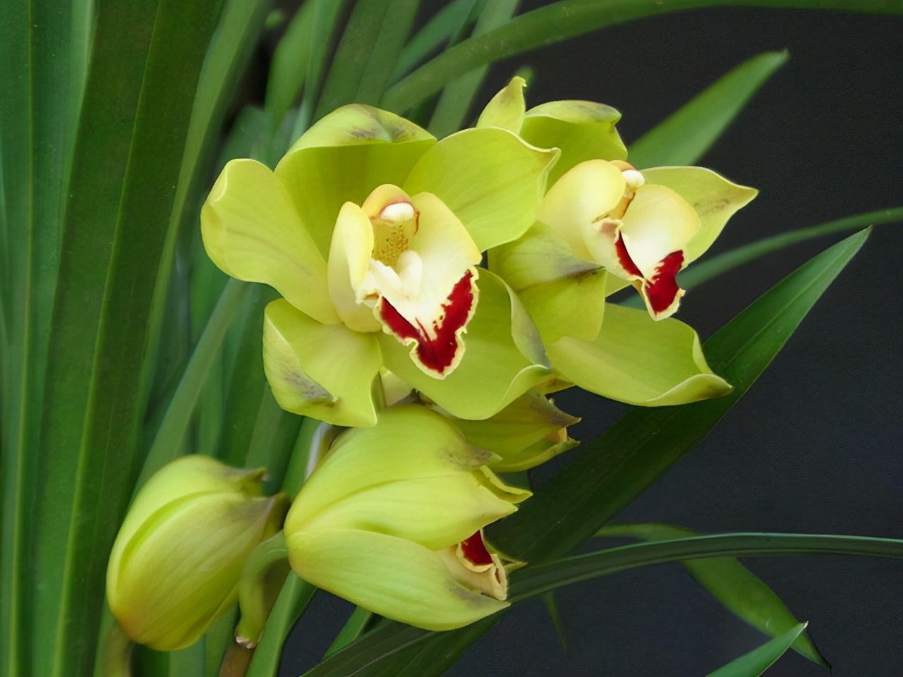 最香的五种兰花哪种兰花耐寒,春夏秋冬四季各是哪几个兰花品种