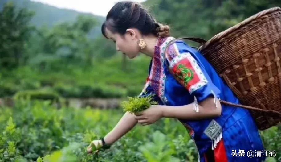 扦插藤茶苗生根的方法,藤茶扦插后不发芽怎么处理