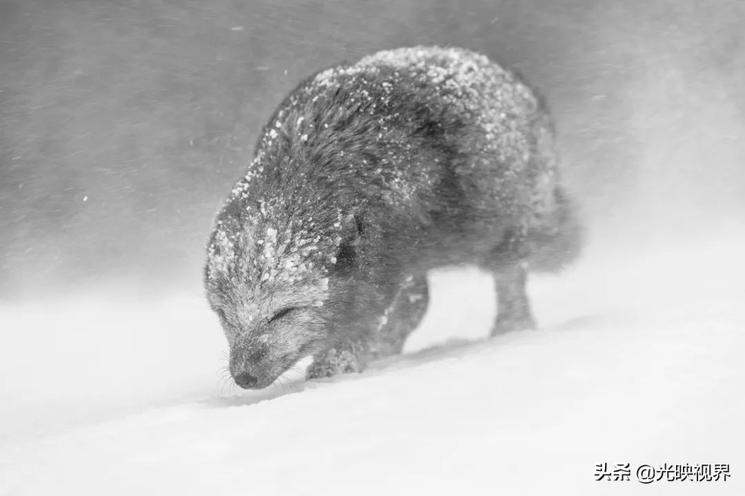 科学与艺术结合，展现自然之美——2021年世界自然摄影奖获奖作品