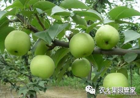 优质果树苗木品种介绍,最好的新品种苹果苗木