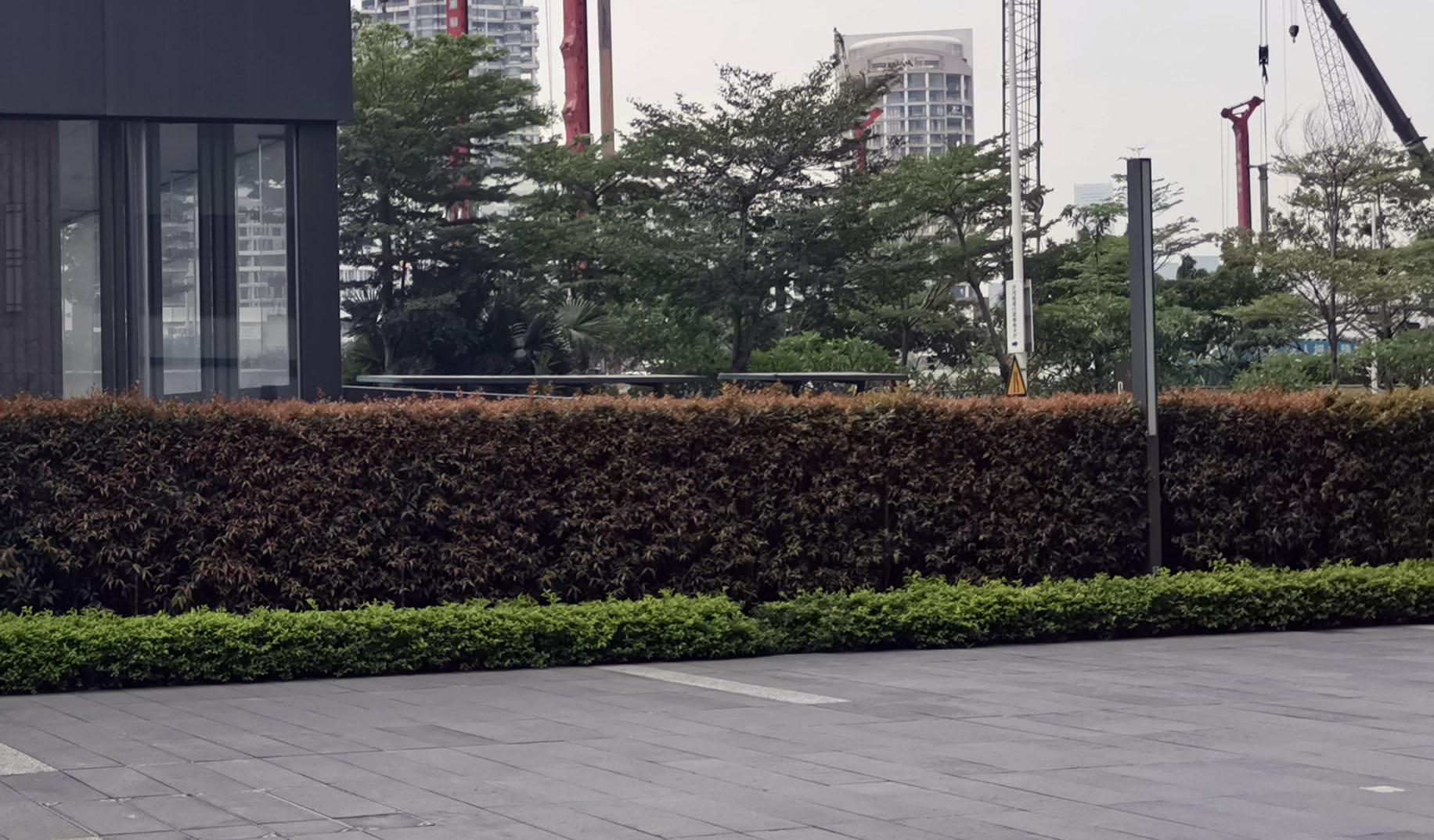 可修剪的绿篱有哪些,园林常见绿篱的修剪和整形