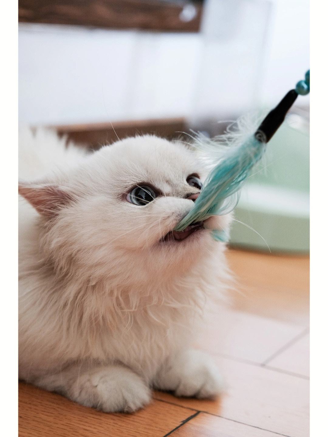 新手养猫猫咪轻咬人,养猫猫轻咬主人啥意思