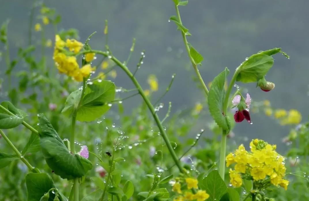 谷雨时间预示着什么,谷雨节气是晴好还是下雨好