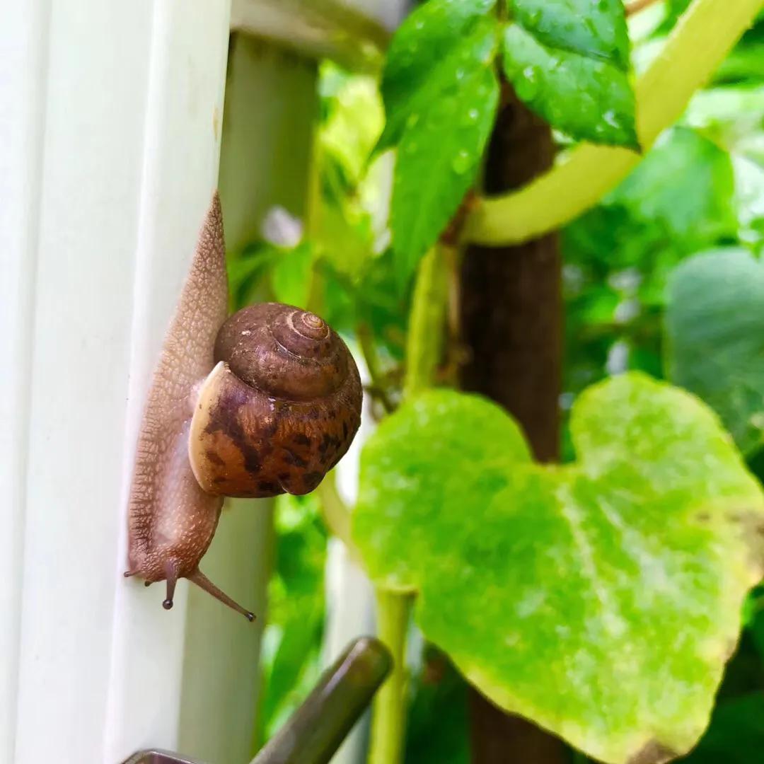 散步的蜗牛,水里游的蜗牛