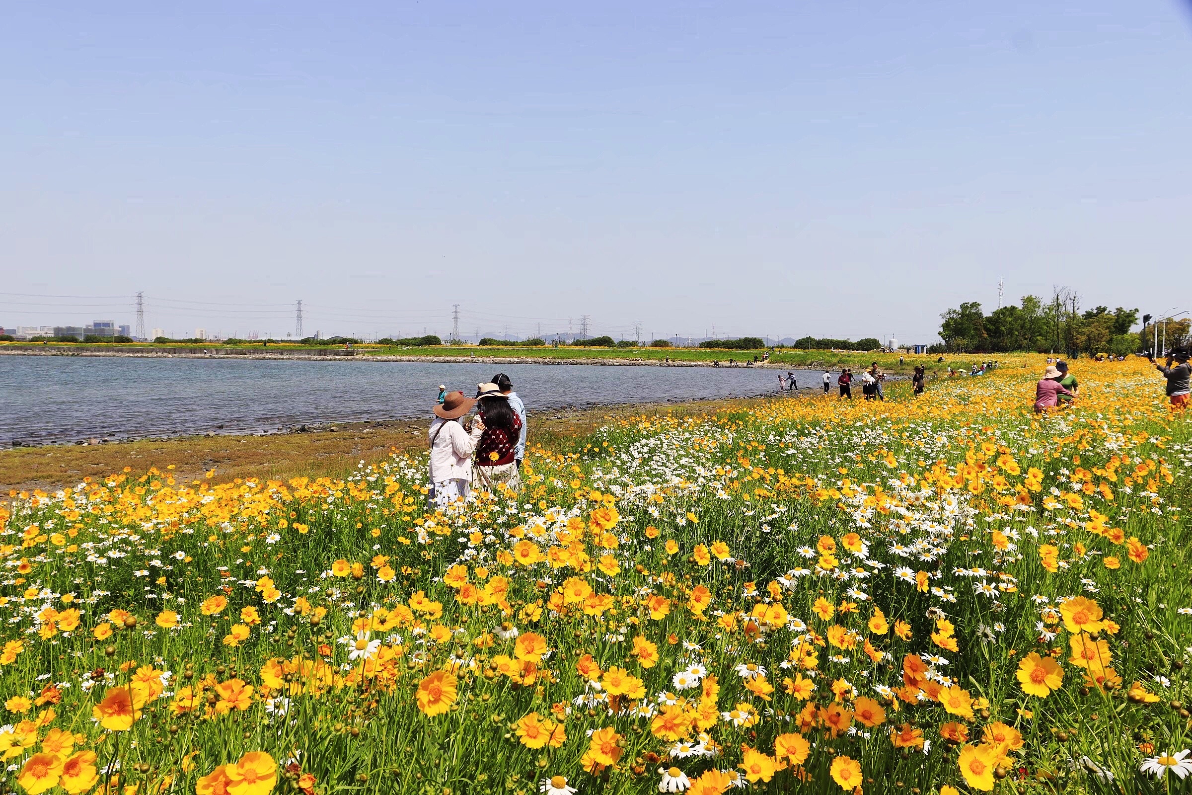 宁波最火的粉黛花海,宁波北仑红桥花海