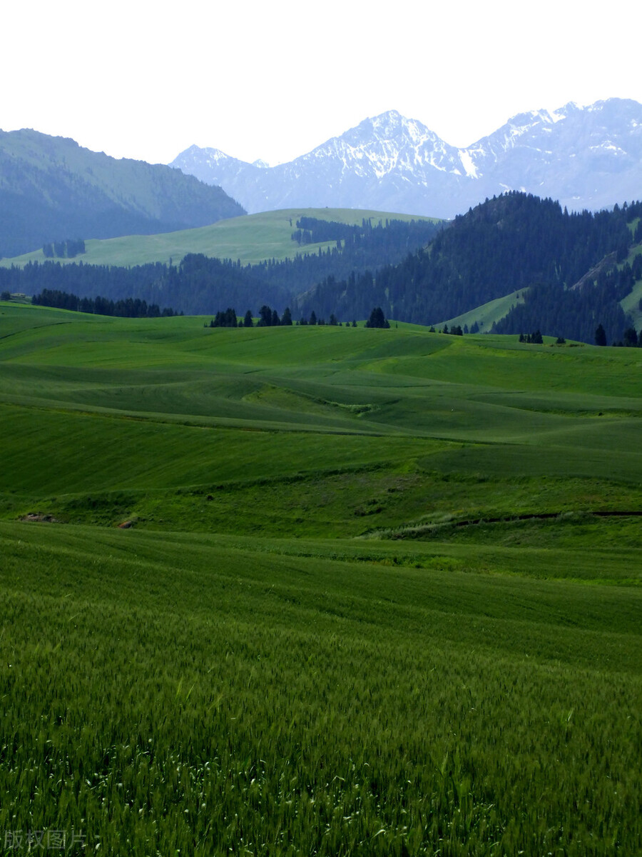 清平乐村居赏析辛弃疾,清平乐村居中卧的赏析