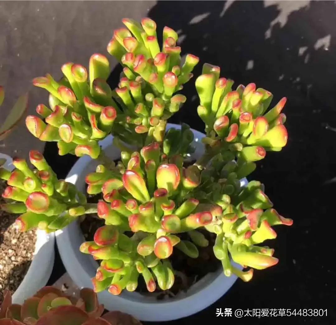 家养3种富贵花福气好运挡不住,家养三种花旺人旺家