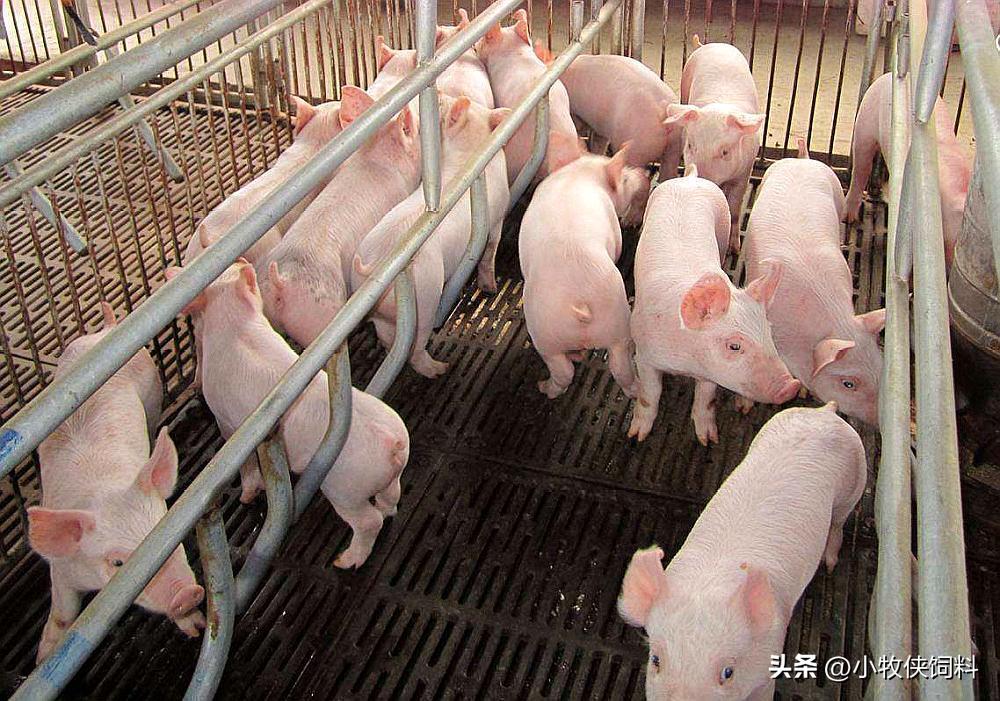 猪传染性萎缩性鼻炎传染仔猪吗,猪传染性萎缩性鼻炎