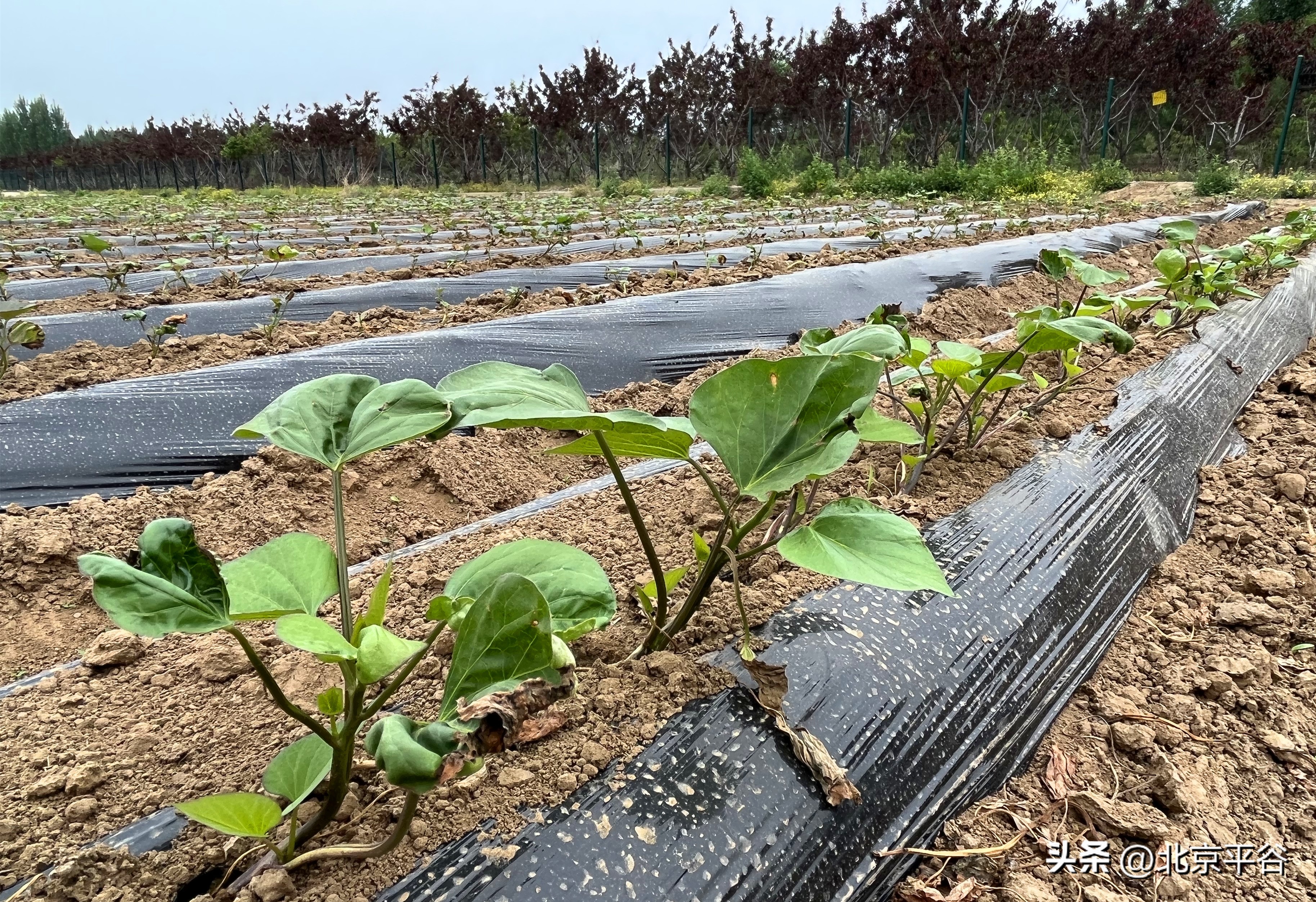平谷夏各庄镇贤王庄村红薯,平谷区贤王庄红薯