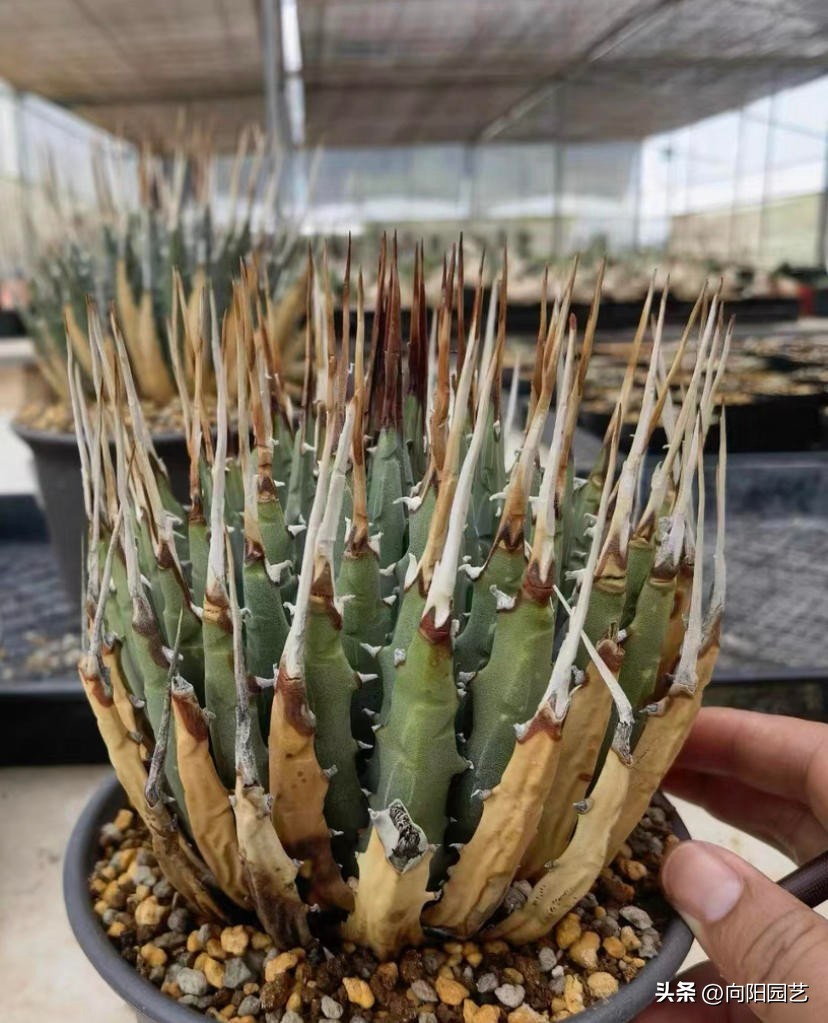 块根多肉有哪些品种,常见的块根多肉有哪些品种