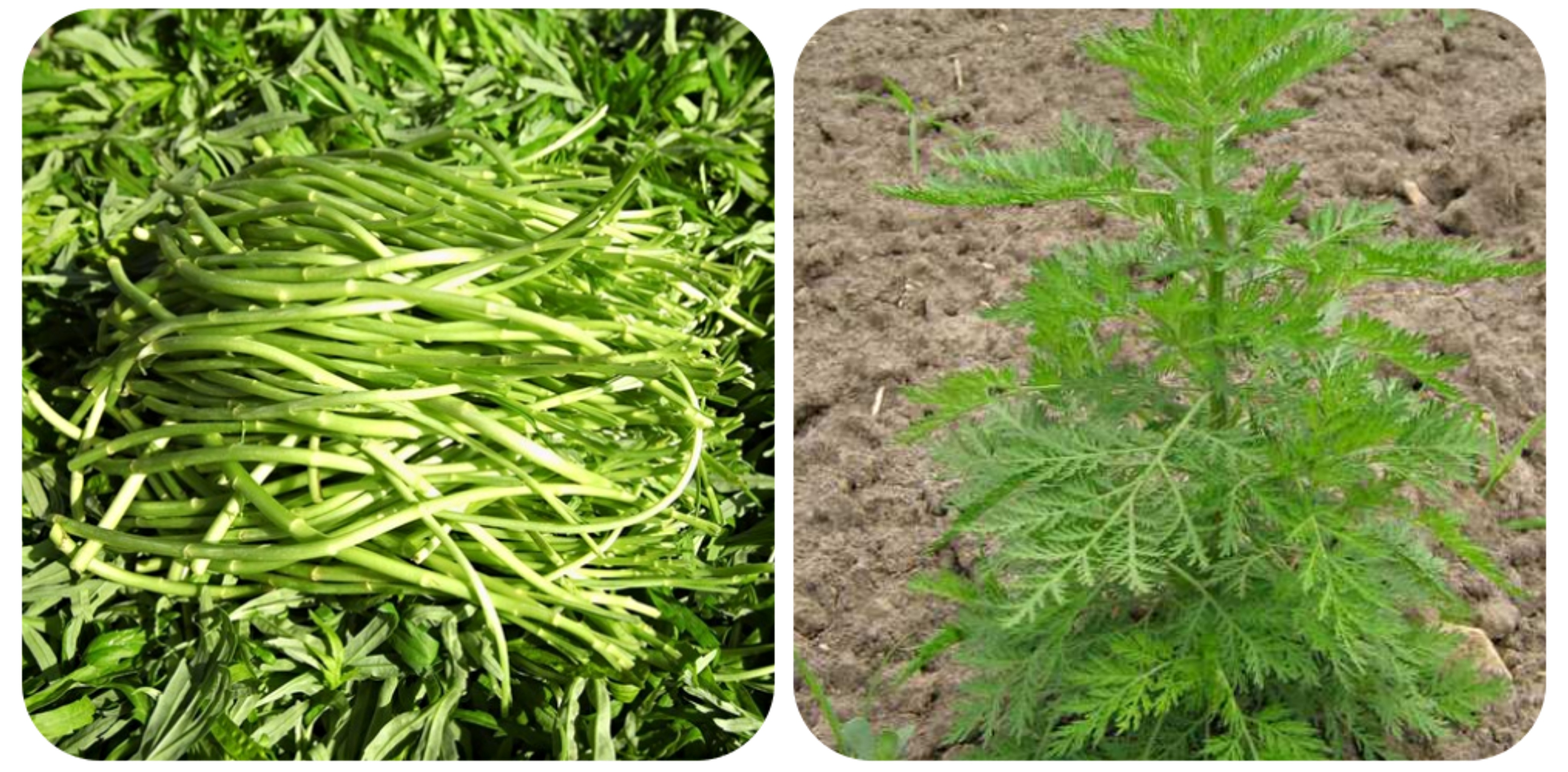 可以吃的野菜大全100种图解,教你认识100种野菜