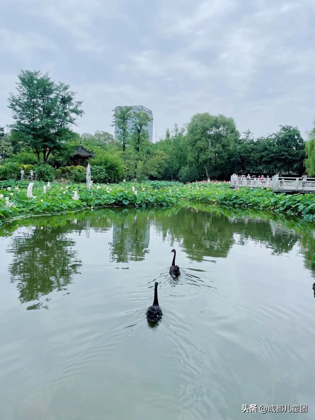 成都周边过气的赏荷胜地,成都赏荷景区