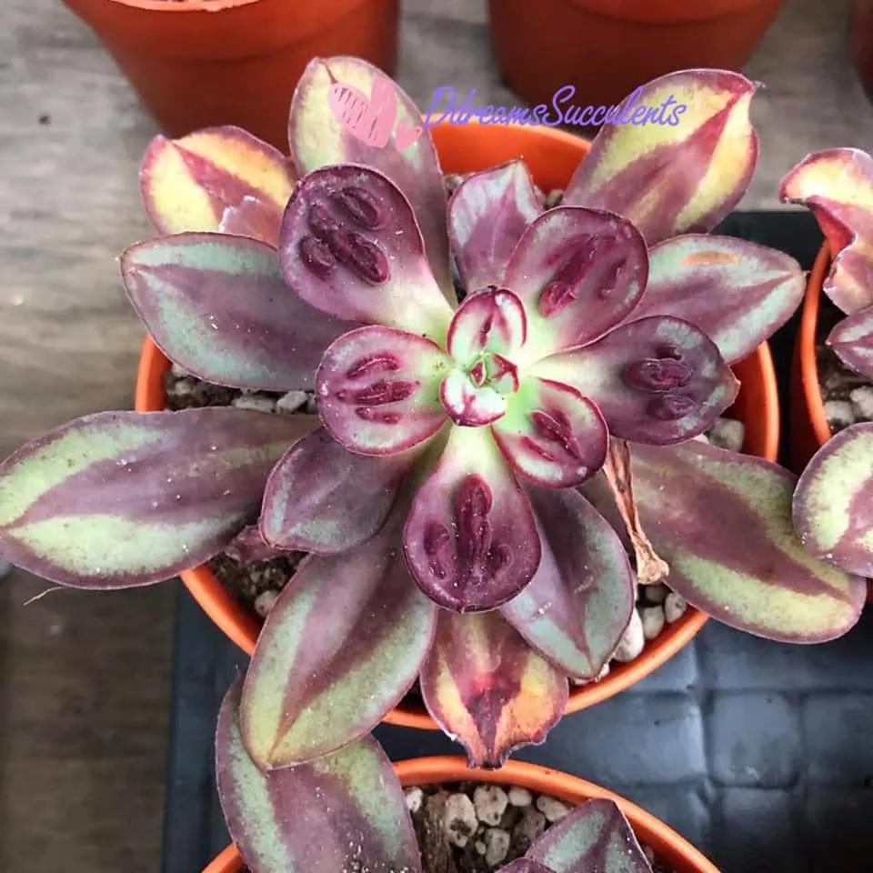 多肉专治强迫症,瘤子多肉植物