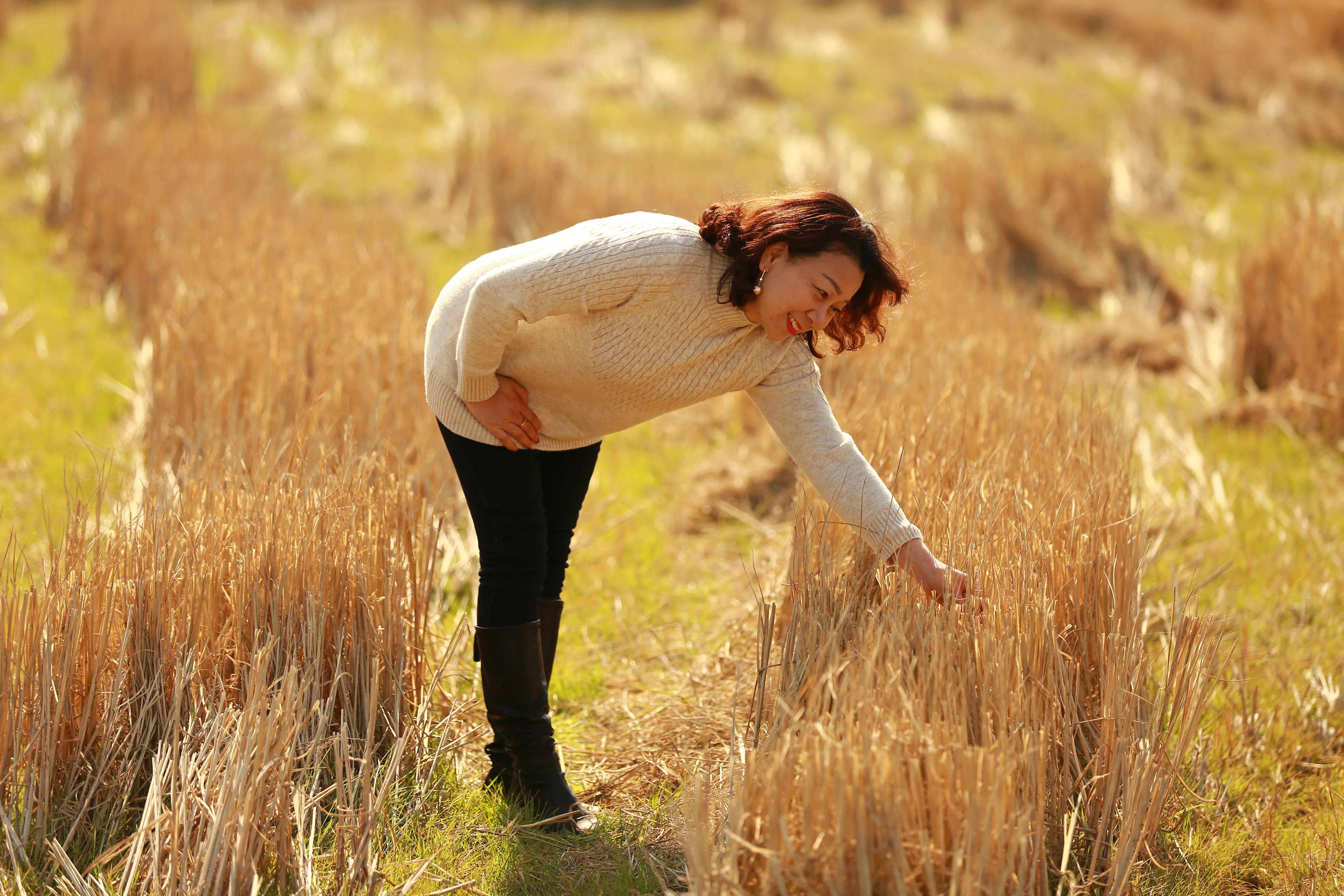 红杉林之恋,红杉林之恋完整版