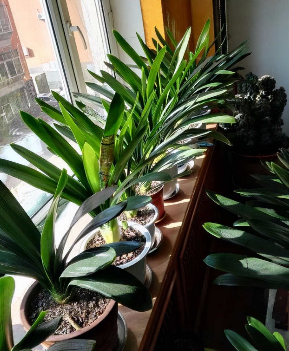 养在家里富贵花有哪些品种,盆栽富贵花怎么种植最好