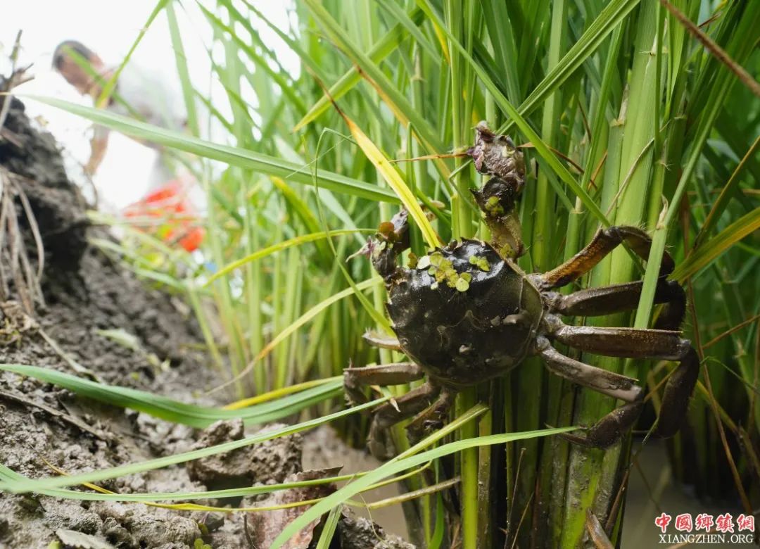 冷冻螃蟹为什么不能买,外面卖的冷冻螃蟹能吃吗