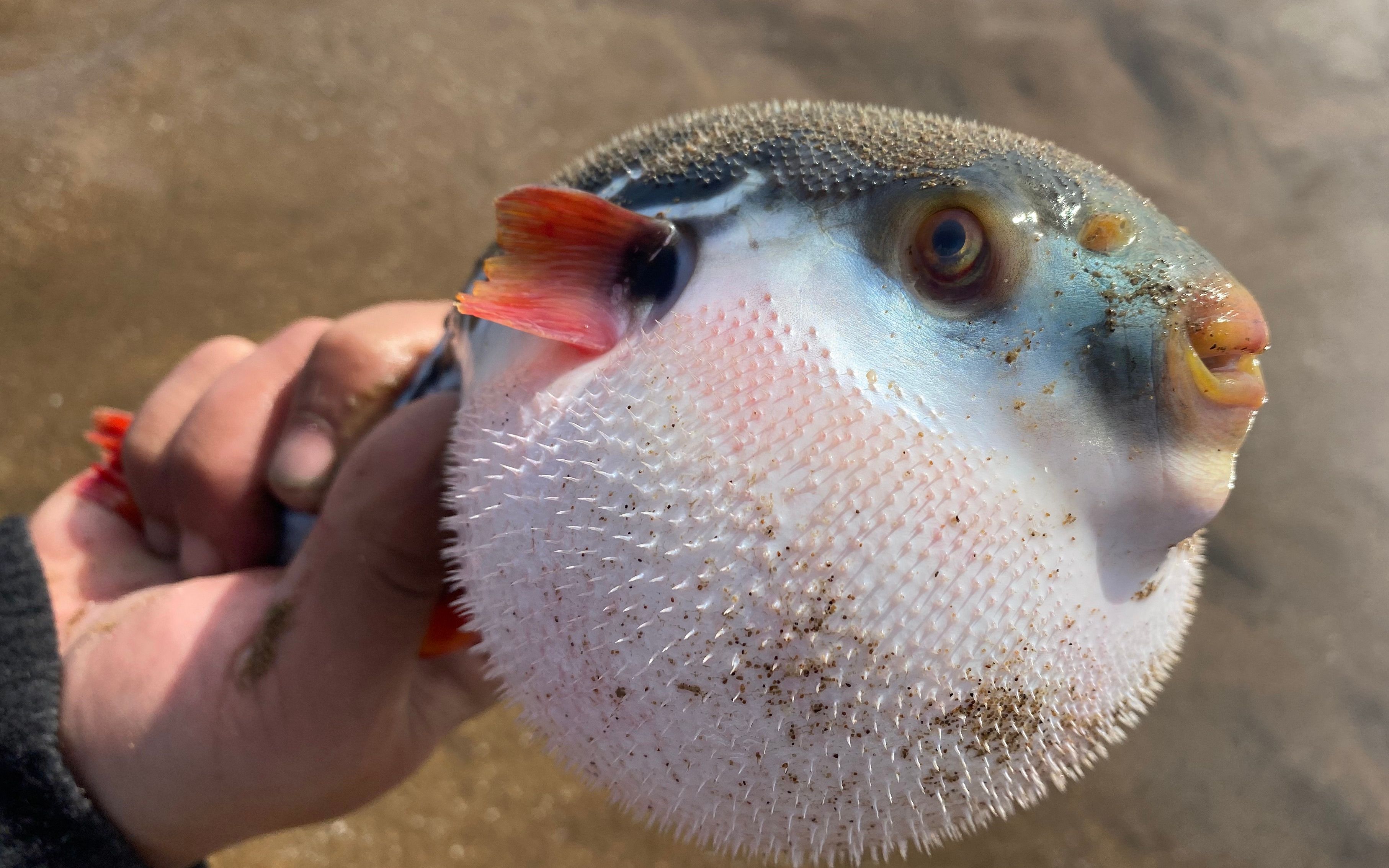 能做刺身的淡水鱼类大全,适合做刺身的淡水鱼有哪些