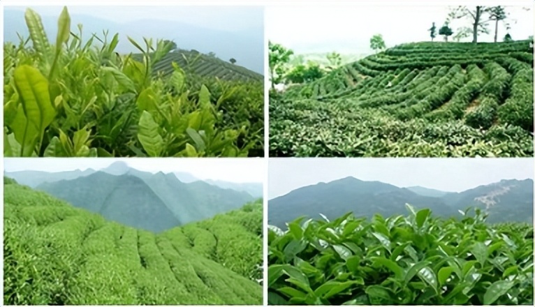 安徽茶叶行业平台,安徽茶叶数据库网站有哪些