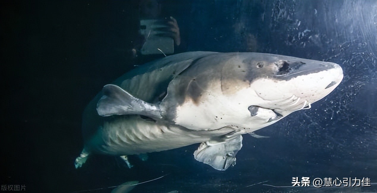 三峡大坝里最大鳡鱼,三峡大坝鱼群画面里部分大鳡鱼
