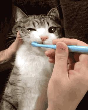 猫咪口臭严重是得了什么病吗,猫咪口臭的症状和治疗方法