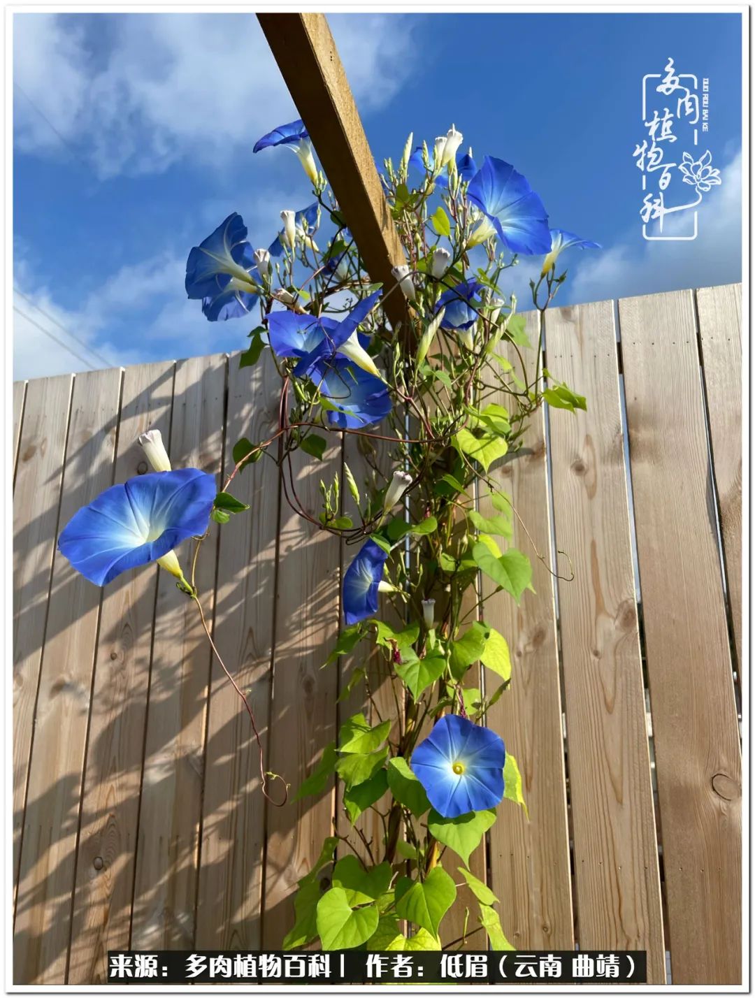 养了8年的多肉,养了七年多肉